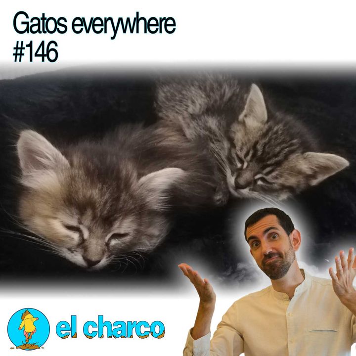 Gatos everywhere #146
