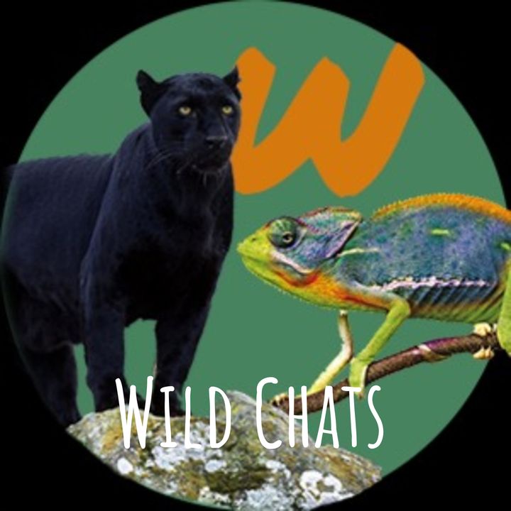 Wild Chats