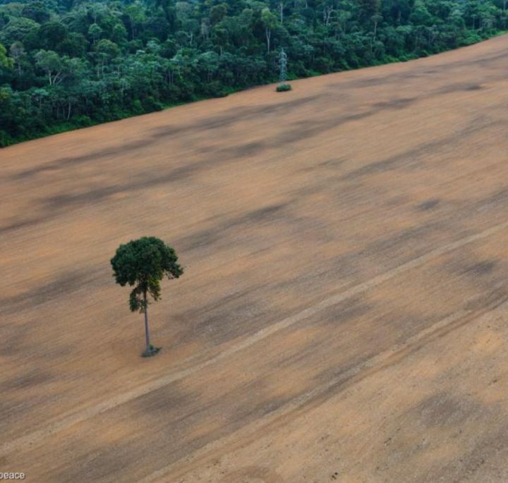 Soia per biocarburanti, il nuovo amico della deforestazione