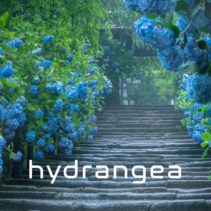 Hydrangea | Sci-Fi Drama