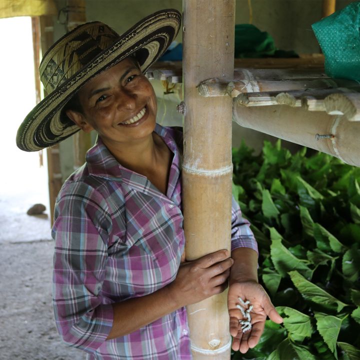 La milenaria tradición de la seda que está desterrando la coca del Cauca