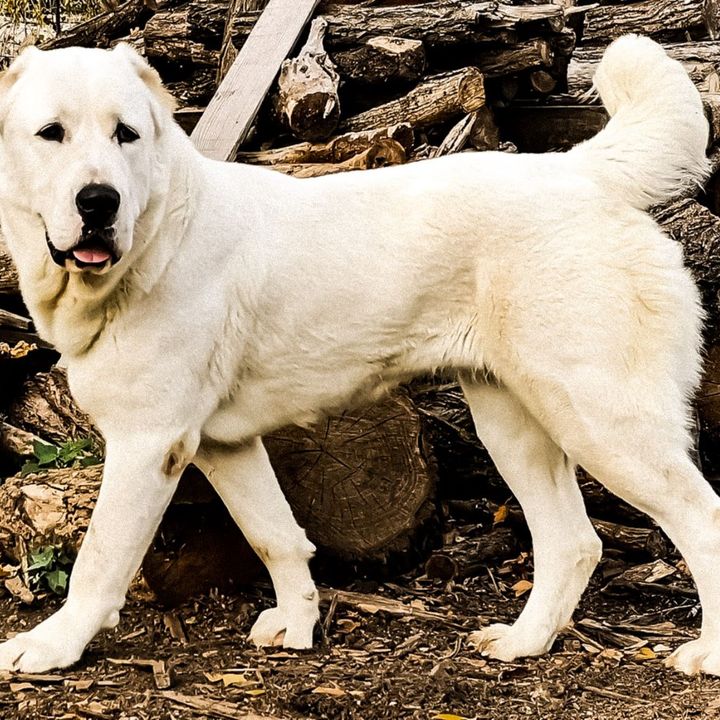 Alabai, il cane da pastore turkmeno