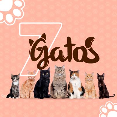7 Gatos
