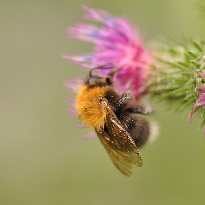 17. Pszczoły, kamertony i szczoteczki do zębów