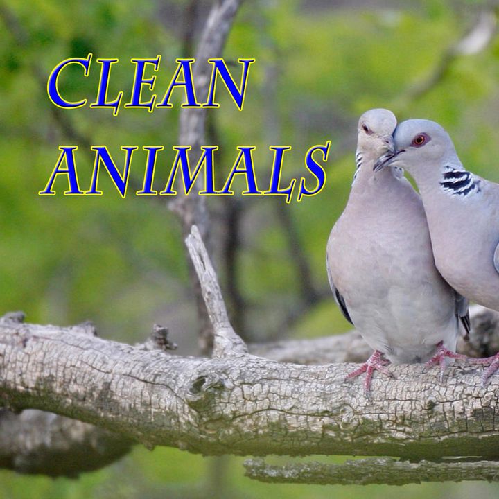 Clean Animals, Genesis 7:1-4
