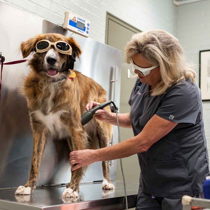 1231. Does Laser Therapy For Pets Really Work?