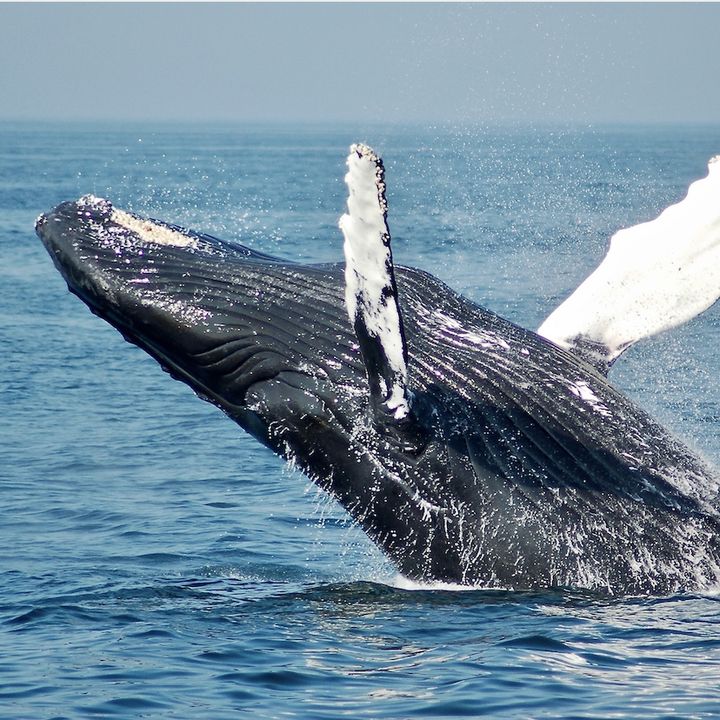 41 - Come Fa Una Balena A Riprodursi In Mare Aperto? Quali sono le rotte Migratorie? - Biologia Marina