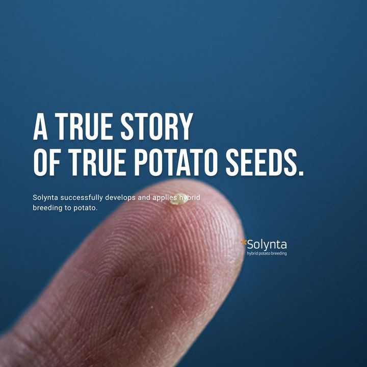 Coming soon: the world's first hybrid potato