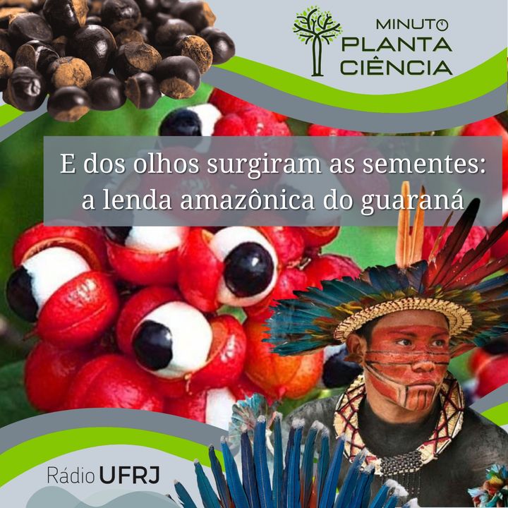 Minuto PlantaCiência - Ep. 25 - E dos olhos surgiram as sementes: a lenda amazônica do guaraná (Rádio UFRJ)
