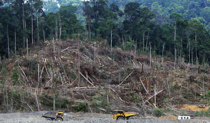 Deforestazione 4 società su 10 non hanno preso alcun impegno