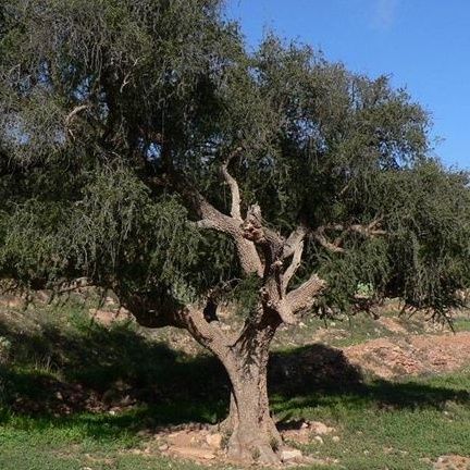 L'albero di Argan: proprietà e importanza per l'ecosistema