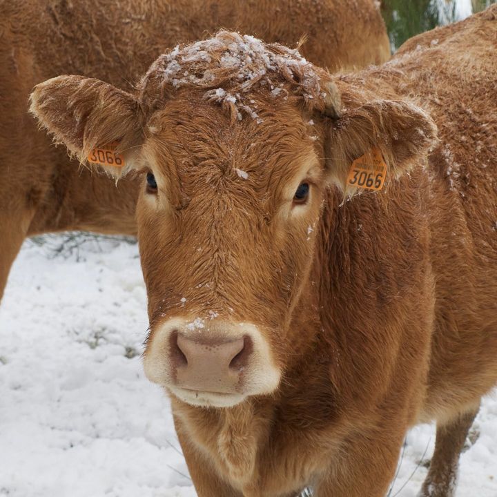 Helping cattle deal with cold stress