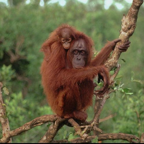 Youth Radio - Orangutan Talk