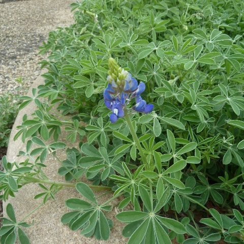 Hey Hey What's Blooming: Texas Bluebonnet