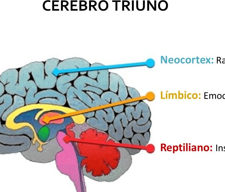 Cerebro triunico