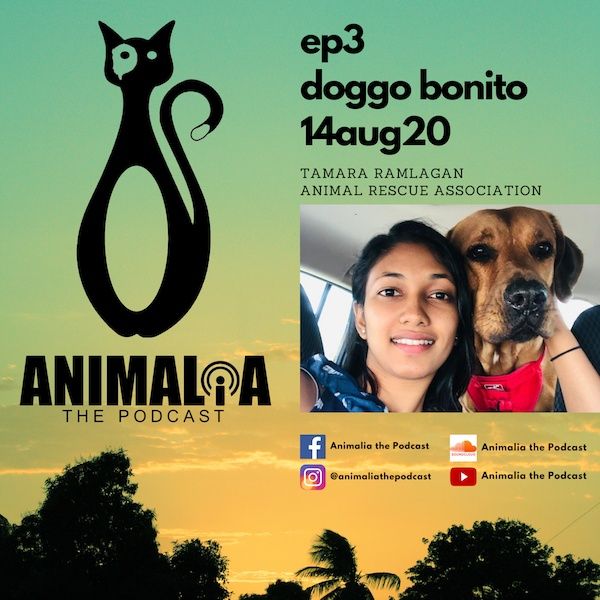 ANIMALIA 03 - Doggo Bonito - 14Aug20