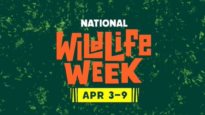 Wildlife Experts David Mizejewski and Peter Gros celebrate wildlife for #NationalWildlifeWeek ~ @dmizejewski @nwf @peterwgros #conservation