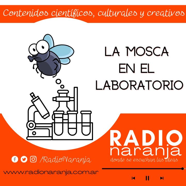 La mosca en el laboratorio