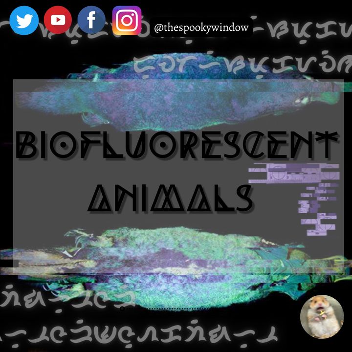 Episode 14 - Bioflourescent Animals