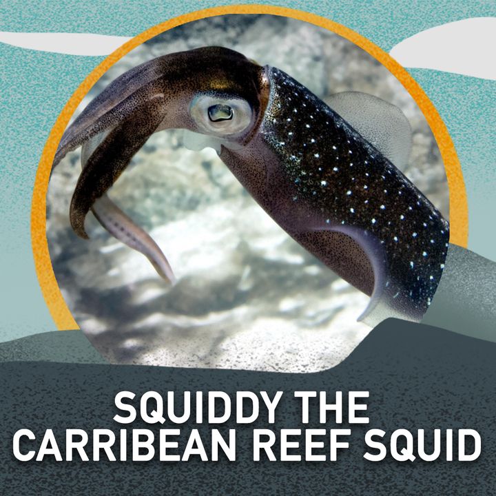Squiddy the Carribean Reef Squid