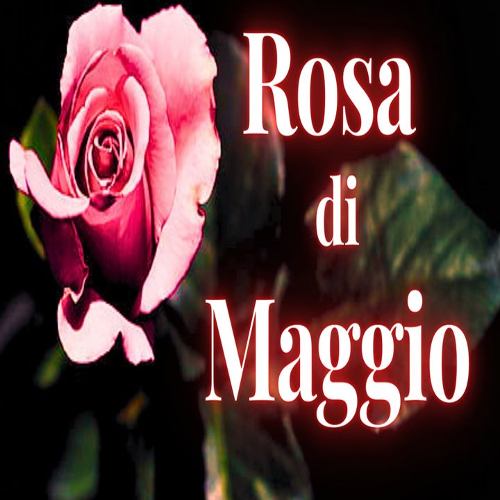 Rosa di Maggio