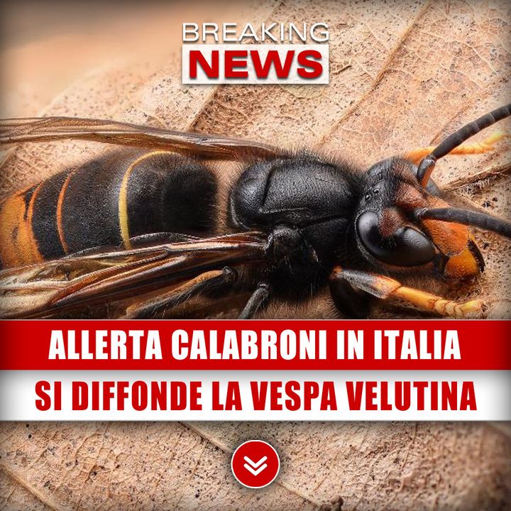 Allerta Calabroni In Italia: Si Diffonde La Vespa Velutina, Attenzione Ai Nidi! 