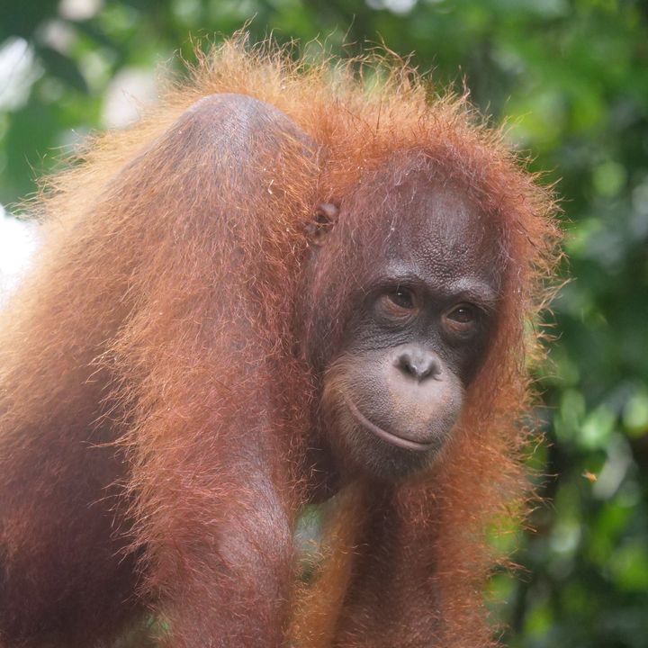 Un viaje por la situación ambiental de Borneo | El atlas de la biodiversidad #07