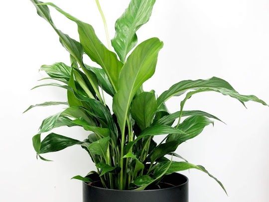 Best Indoor Plants For Home