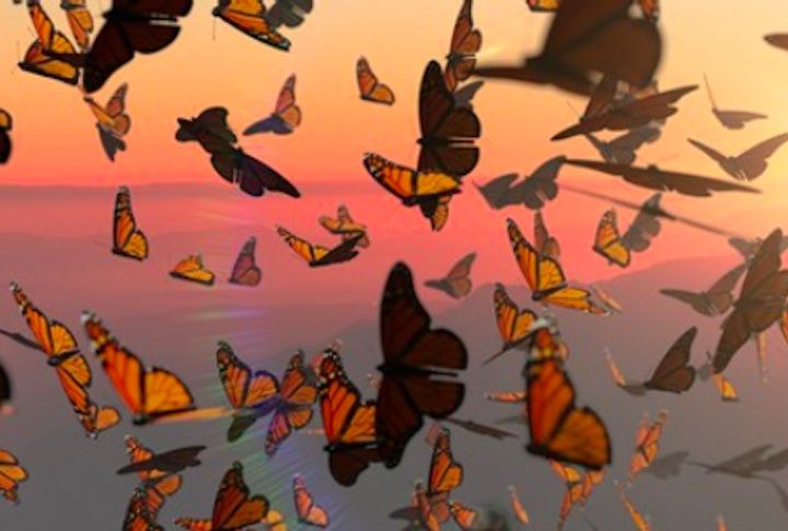 Butterflies Rendition By Shaana