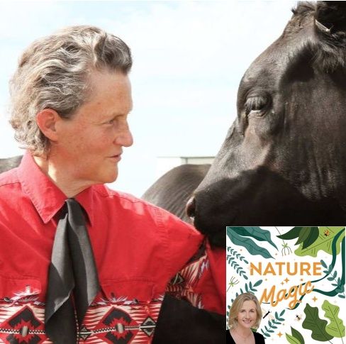 Episode 28 Professor Temple Grandin on the bovine mind