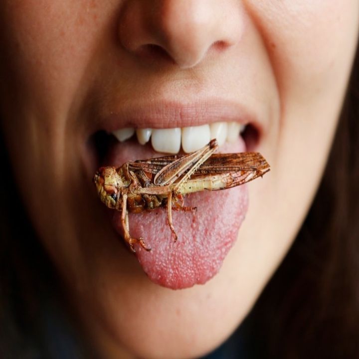 Eating Insects: is it bad bug business?