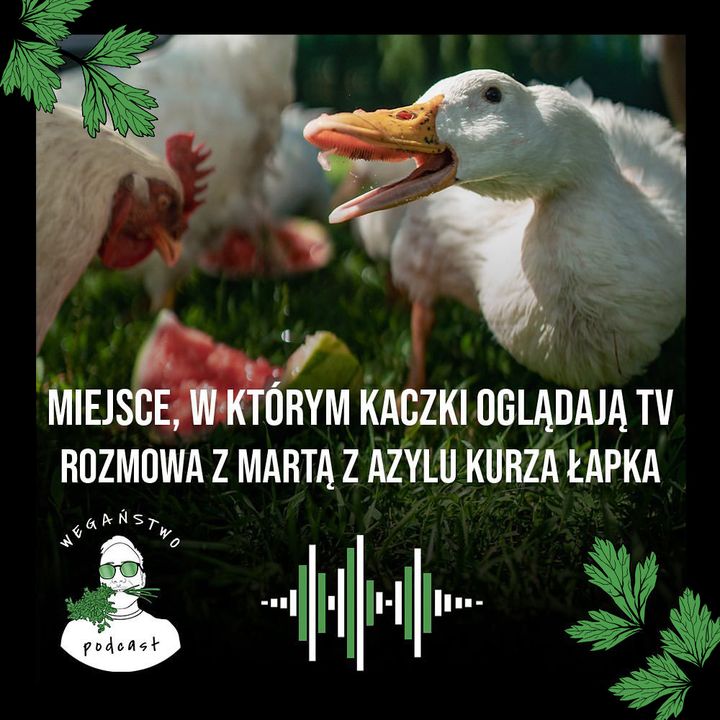 Miejsce, w którym kaczki oglądają telewizję. Marta z Azylu Kurza Łapka - odc. 33
