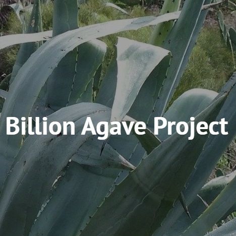 Ronnie Cummins - The Billion Agave Project
