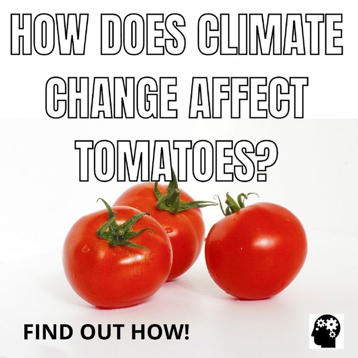 How Does Global Warming Affect Tomatoes?