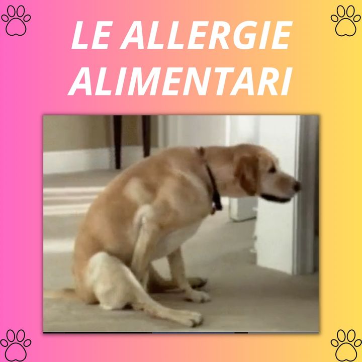 9_Le allergie alimentari di cane e gatto