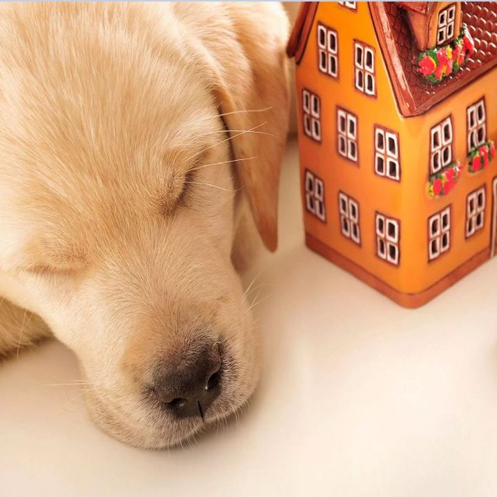 Ways To Puppy Proof Your Home That Actually Work