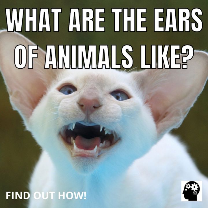 Why are there so different animal ears?