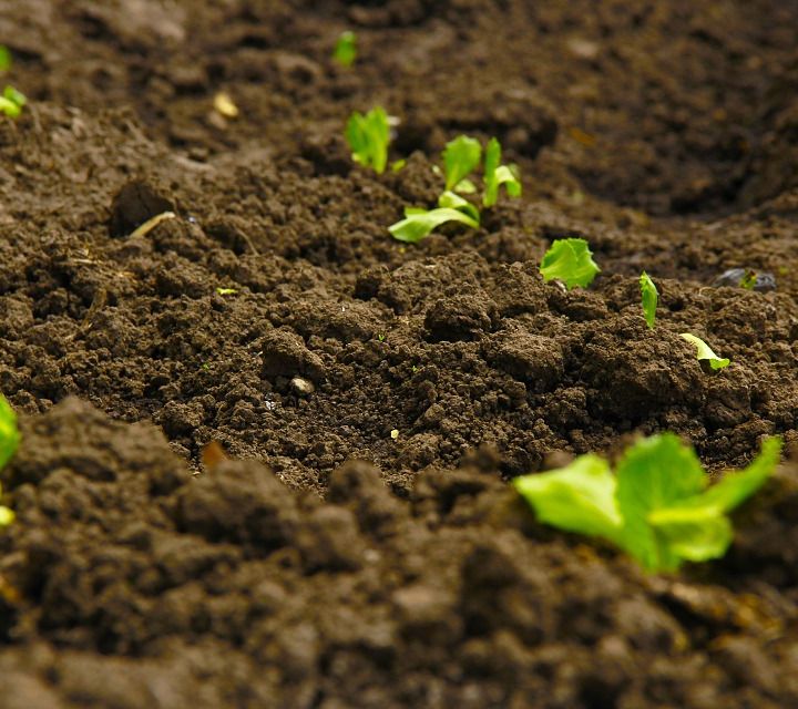 I microbi ci dicono come sta il suolo. E fanno risparmiare sui fertilizzanti