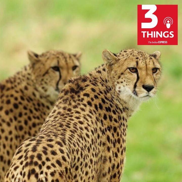 More Cheetahs die at Kuno, India's diving dreams, and over 15 women scammed