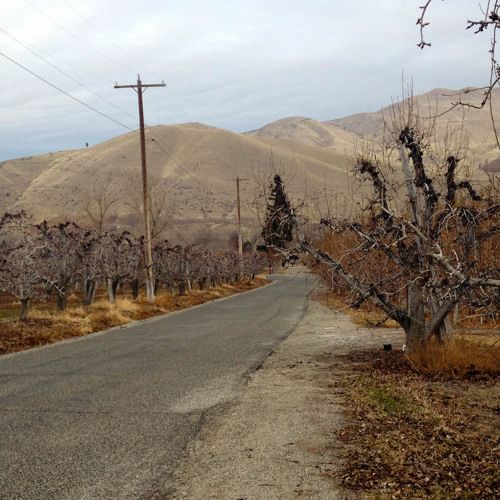 Can Bikes And Orchards Coexist?