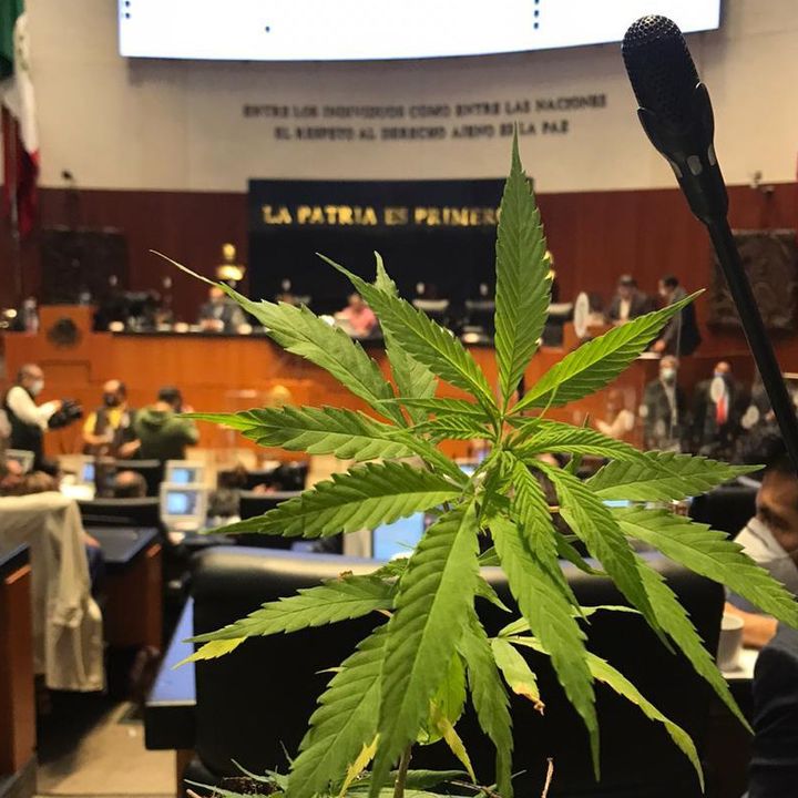 La mariguana es tema prioritario, dice la senadora Jesusa Rodríguez