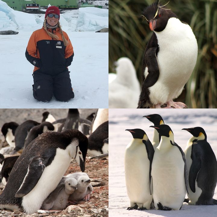 Penguin Researcher and Antarctic Scientist Dr. Michelle LaRue