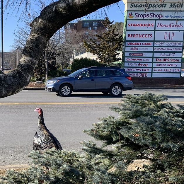 Swampscott's Vinny The Turkey: Local Celebrity, Traffic Nuisance