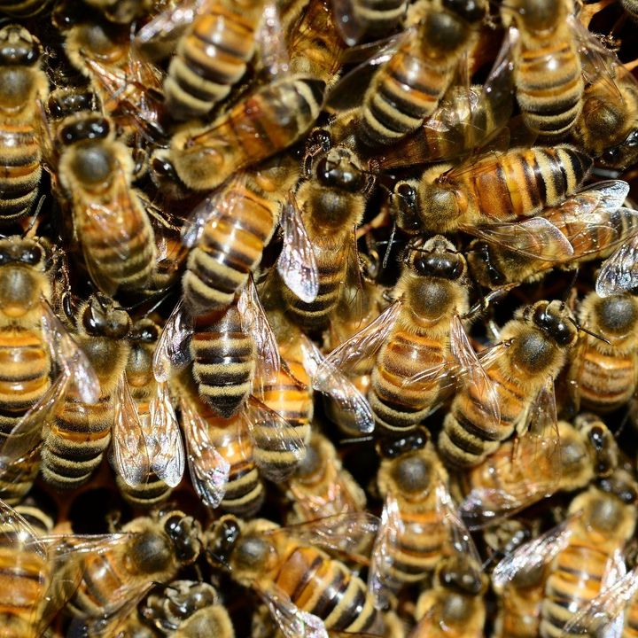 La abeja de la miel, una invasora de mucho cuidado | el charco #25