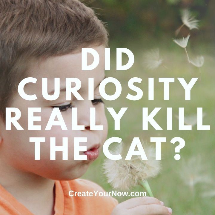 3288 Did Curiosity Really Kill the Cat?