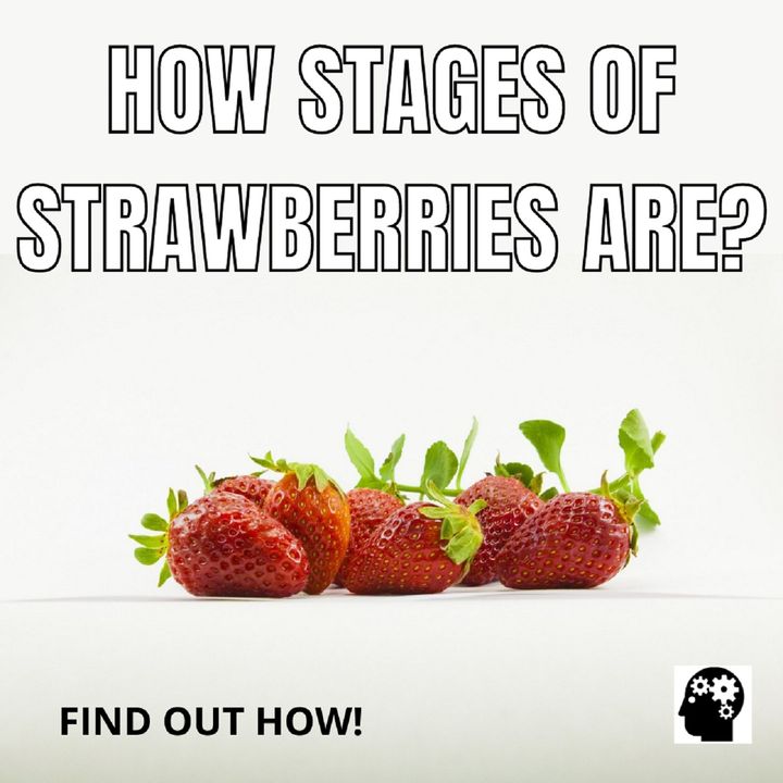 How Stages Of Strawberries Are?