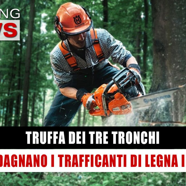 Truffa Dei Tre Tronchi: Come Guadagnano I Trafficanti Di Legna In Romania!