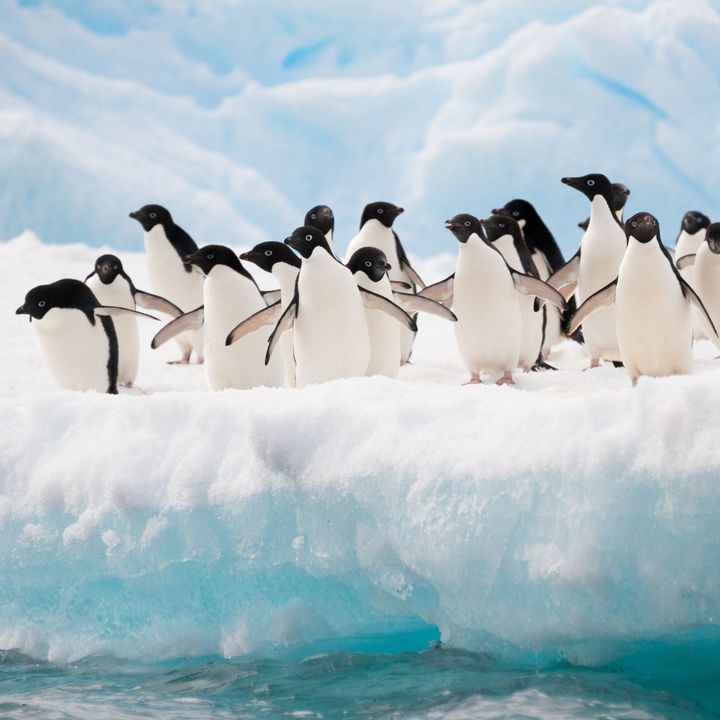 Mega iceberg in rotta contro l'isola dei pinguini
