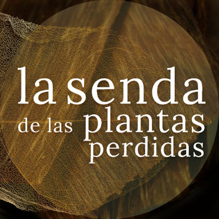 Paraísos de aromas sumergidos: Aquilaria spp. {La Senda de las Plantas Perdidas}