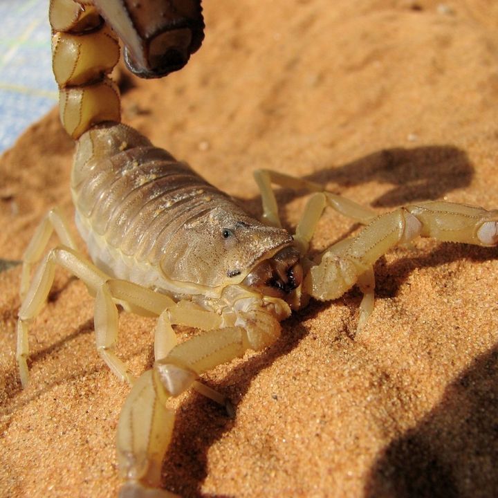 Scorpion Experiences